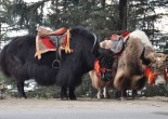 yak safari in spiti valley, adventure in spity valley